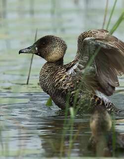 白背鸭 / White-backed Duck / Thalassornis leuconotus