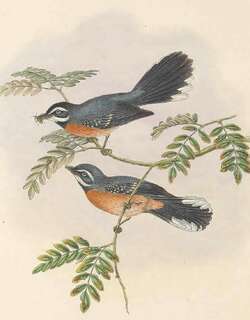 栗腹扇尾鹟 / Chestnut-bellied Fantail / Rhipidura hyperythra