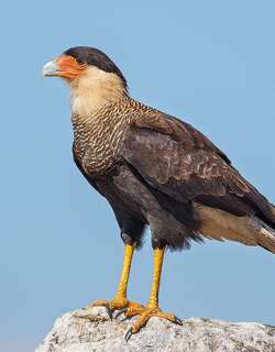 凤头巨隼 / Southern Crested Caracara / Caracara plancus