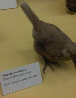 须隐窜鸟 / Moustached Turca / Pteroptochos megapodius