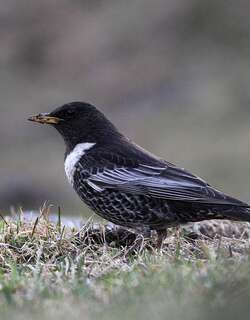 环颈鸫 / Ring Ouzel / Turdus torquatus