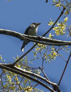 通贝斯绿霸鹟 / Tumbes Pewee / Contopus punensis