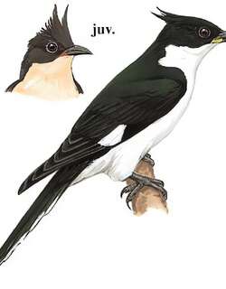 斑翅凤头鹃 / Jacobin Cuckoo / Clamator jacobinus