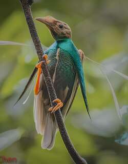 幡羽极乐鸟 / Standardwing / Semioptera wallacii