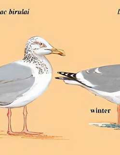 西伯利亚银鸥 / Vega Gull / Larus vegae