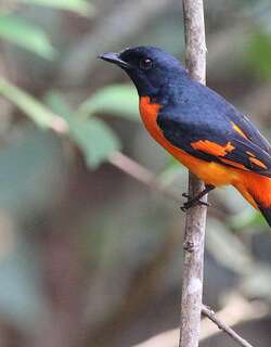 赤黄山椒鸟 / Orange Minivet / Pericrocotus flammeus