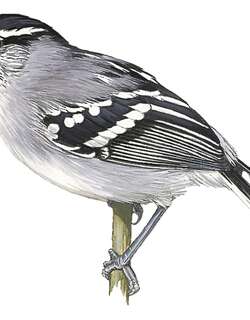 罗来曼蚁鹩 / Roraiman Antwren / Herpsilochmus roraimae