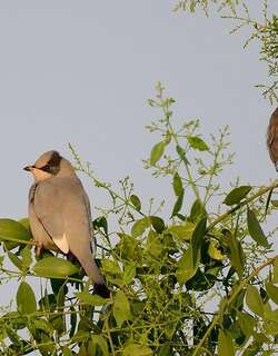 灰连雀 / Grey Hypocolius / Hypocolius ampelinus