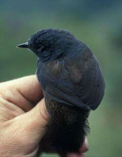 黑窜鸟 / Blackish Tapaculo / Scytalopus latrans