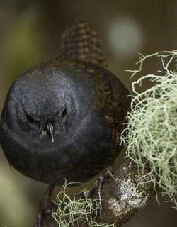 帕拉窜鸟 / Paramo Tapaculo / Scytalopus opacus