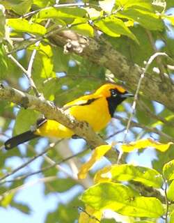 金王鹟 / Golden Monarch / Carterornis chrysomela