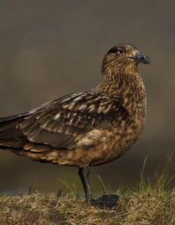北贼鸥 / Great Skua / Stercorarius skua