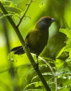 栗头绿雀 / Olive Finch / Arremon castaneiceps