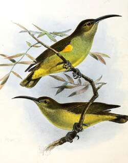 厚嘴捕蛛鸟 / Thick-billed Spiderhunter / Arachnothera crassirostris