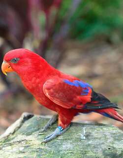红鹦鹉 / Red Lory / Eos bornea