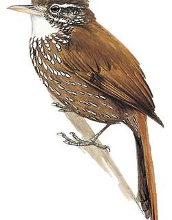 华丽爬树雀 / Beautiful Treerunner / Margarornis bellulus