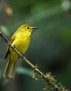 黄眉鹎 / Yellow-browed Bulbul / Acritillas indica
