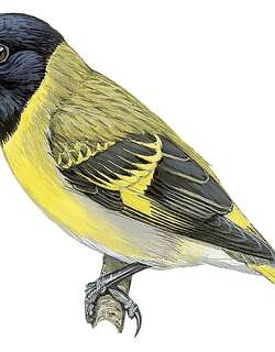 厚嘴金翅雀 / Thick-billed Siskin / Spinus crassirostris