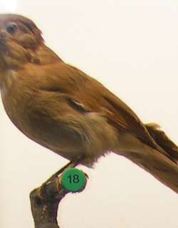 棕伞鸟 / Rufous Piha / Lipaugus unirufus