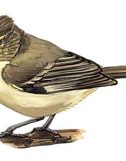 黄眉林雀 / Yellow-browed Tit / Sylviparus modestus