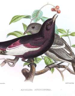 白翅伞鸟 / White-winged Cotinga / Xipholena atropurpurea