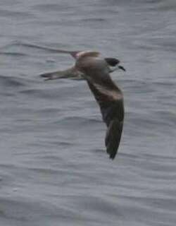 环叉尾海燕 / Hornby’s Storm Petrel / Oceanodroma hornbyi