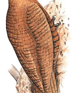 栗啄木鸟 / Rufous Woodpecker / Micropternus brachyurus
