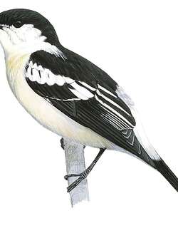 长尾鸣鹃鵙 / Long-tailed Triller / Lalage leucopyga