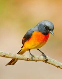 小山椒鸟 / Small Minivet / Pericrocotus cinnamomeus