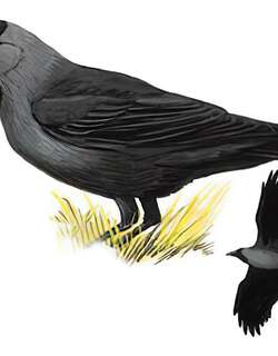 家鸦 / House Crow / Corvus splendens