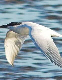 澳洲鸥嘴噪鸥 / Australian Tern / Gelochelidon macrotarsa