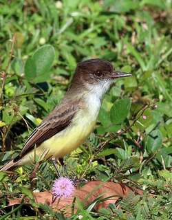 牙买加蝇霸鹟 / Sad Flycatcher / Myiarchus barbirostris