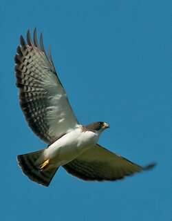 短尾鵟 / Short-tailed Hawk / Buteo brachyurus