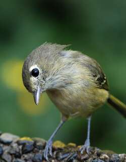 郝氏莺雀 / Hutton’s Vireo / Vireo huttoni