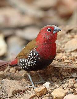 朱胸斑雀 / Red-throated Twinspot / Hypargos niveoguttatus