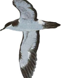 夏威夷鹱 / Newell’s Shearwater / Puffinus newelli