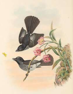 克氏扇尾鹟 / Cockerell’s Fantail / Rhipidura cockerelli