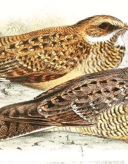 非洲白尾夜鹰 / Swamp Nightjar / Caprimulgus natalensis