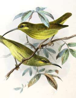 小黄耳捕蛛鸟 / Yellow-eared Spiderhunter / Arachnothera chrysogenys