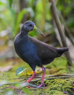 暗色秧鸡 / Blackish Rail / Pardirallus nigricans