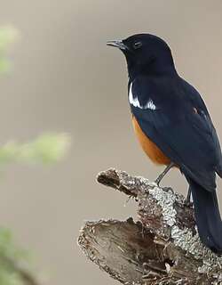 桂红蚁䳭 / Mocking Cliff Chat / Thamnolaea cinnamomeiventris