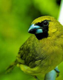 黄绿厚嘴雀 / Yellow-green Grosbeak / Caryothraustes canadensis