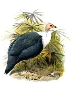 白胸珠鸡 / White-breasted Guineafowl / Agelastes meleagrides
