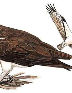 鹗 / Western Osprey / Pandion haliaetus