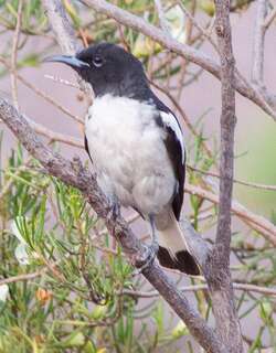 白肩黑吸蜜鸟 / Pied Honeyeater / Certhionyx variegatus