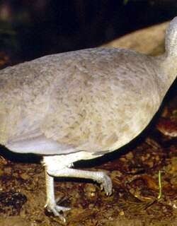 大䳍 / Great Tinamou / Tinamus major