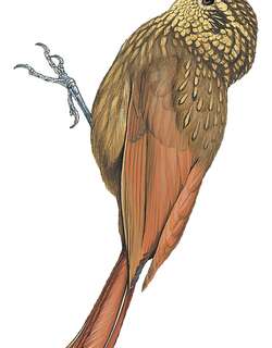 大西洋䴕雀 / Ceara Woodcreeper / Xiphorhynchus atlanticus