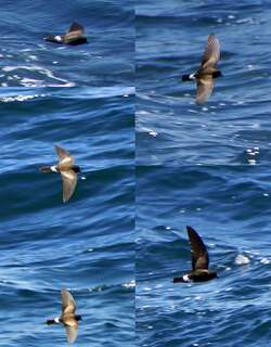 白臀洋海燕 / Elliot’s Storm Petrel / Oceanites gracilis