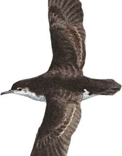 北大西洋小鹱 / Barolo Shearwater / Puffinus baroli