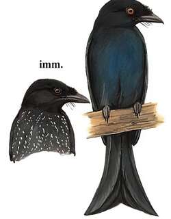 鸦嘴卷尾 / Crow-billed Drongo / Dicrurus annectens